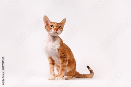 Принти на полотні A slender ginger and white Devon Rex cat sitting in a graceful pose on a white studio background