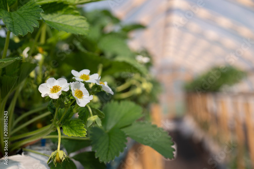Strawberries grow in a greenhouse.