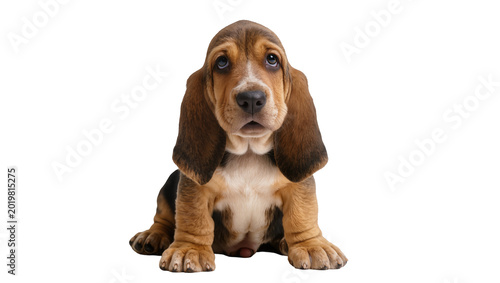 Fotografía Sad Basset Hound puppy with long floppy ears sitting, isolated on transparent ba