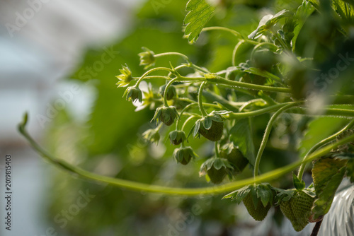 Strawberries grow in a greenhouse.