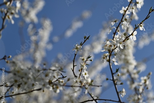 Delicate White Blossoms Against a Clear Blue Sky.