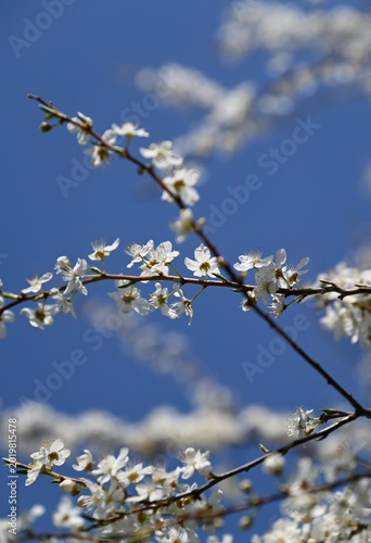 Delicate White Blossoms Against a Clear Blue Sky.