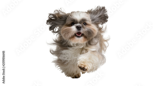 Foto Fluffy shih tzu dog running with ears flying, isolated on transparent background