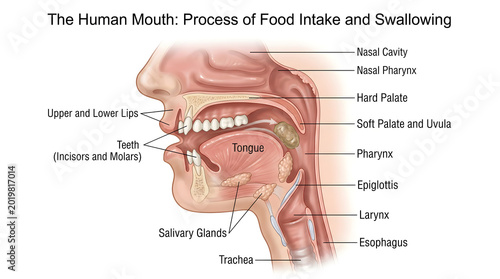 Cross‑section of the human mouth and pharynx illustrating process of food intake and swallowing, labeling lips, teeth, tongue, salivary glands, hard and soft palate, uvula, epiglottis, larynx, esophag