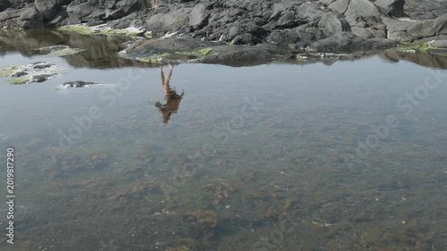 ducks in the lake