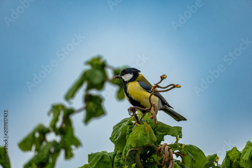 Tableau sur toile Great Tit Perched on Branch in Green Garden With Yellow Plumage and Soft Blue Sk