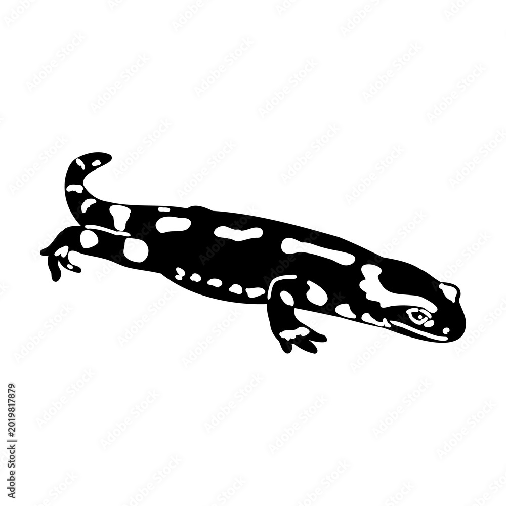 Naklejka premium salamander, vector sketch
