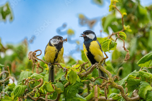 Billede på lærred Great Tit Perched on Branch in Green Garden With Yellow Plumage and Soft Blue Sk