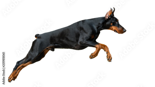 Tableau sur toile Athletic Doberman Pinscher dog mid-air jump, isolated on transparent background