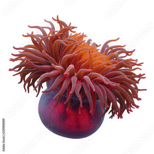 A vibrant red sea anemone with long tentacles living in the deep ocean salt water habitat isolated on transparent background