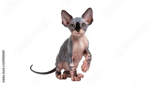 Tableau sur toile Sphynx cat with wrinkled skin and large ears, isolated on transparent background