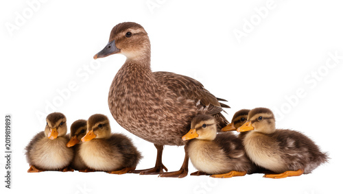 Foto Mother duck with five fluffy ducklings, isolated on transparent background