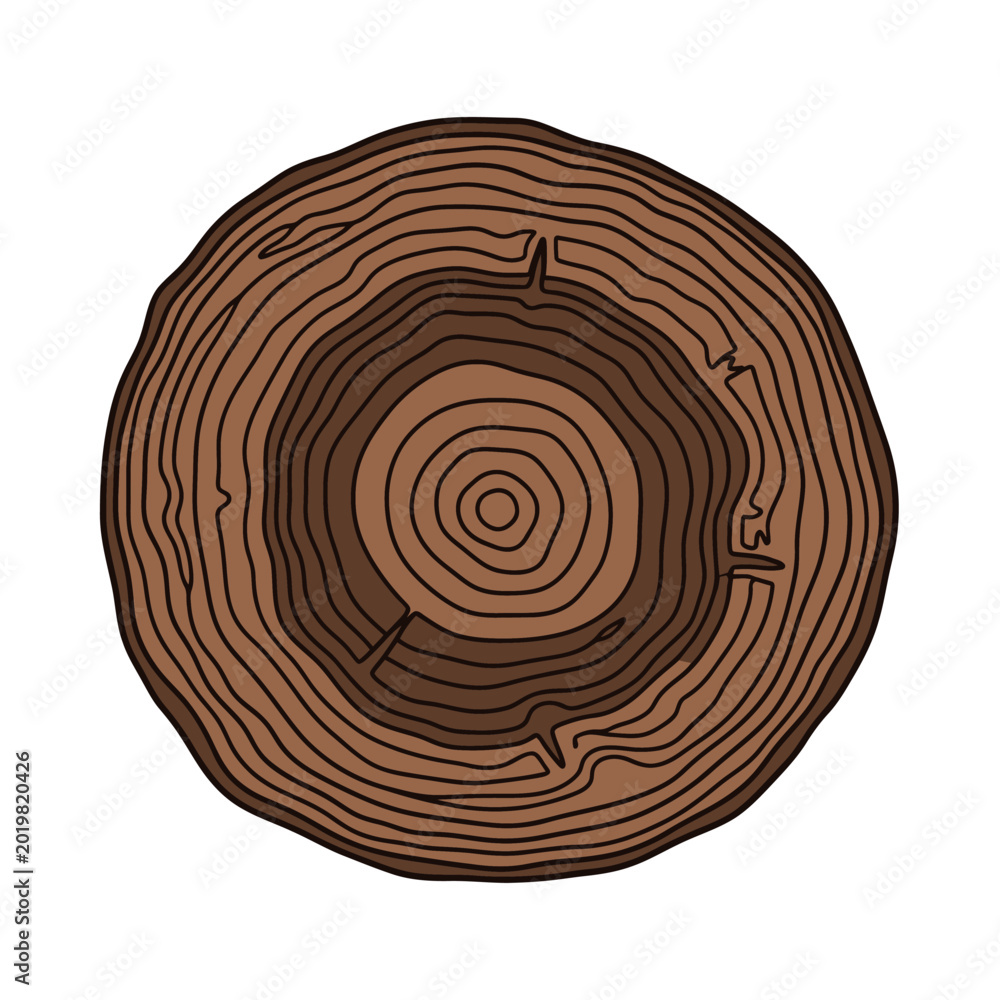 Fototapeta premium Cross-Section of a Tree Stump Isolated on White Background
