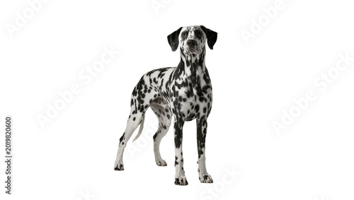 Vászonkép Spotted Dalmatian dog standing, isolated on transparent background