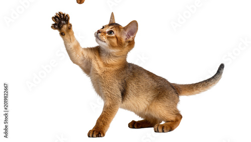 Foto Abyssinian kitten reaching up to catch a falling treat, isolated on transparent