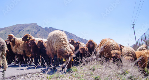 Flock of sheep and lambs walking on rural road against mountains