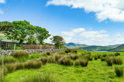Fotografija Green pasture and scattered sheep spread across the slopes above Killary Fjord in western Ireland