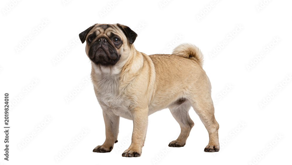 Fototapeta premium Fawn pug dog standing, isolated on transparent background