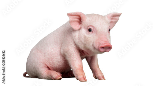 Obraz na plátně Adorable pink piglet sitting, isolated on transparent background