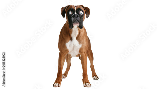 Obraz na płótnie Surprised boxer dog with wide eyes, isolated on transparent background