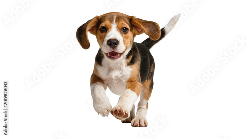 Obraz na płótnie Happy beagle puppy running forward, isolated on transparent background
