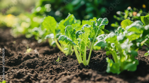 Young green vegetable growing in rich soil with sunlight promoting fertility and sustainability in garden for healthy plant growth