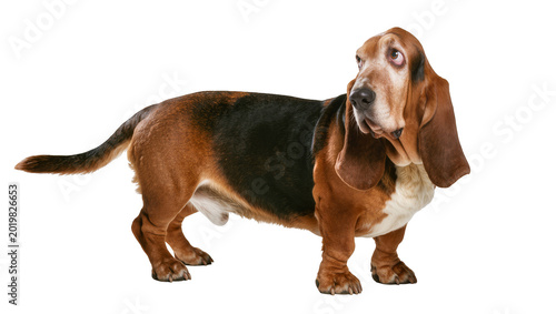 Canvastavla Tri-colored Basset Hound dog with long ears, isolated on transparent background