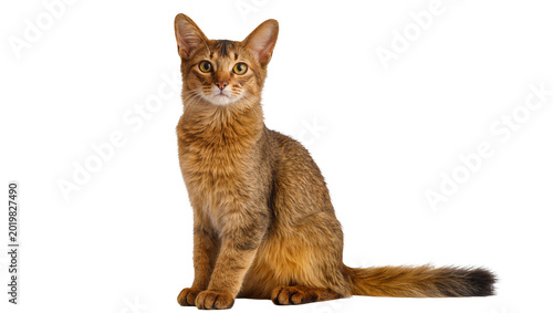 Photography Abyssinian cat with golden brown fur sitting attentively, isolated on transparen