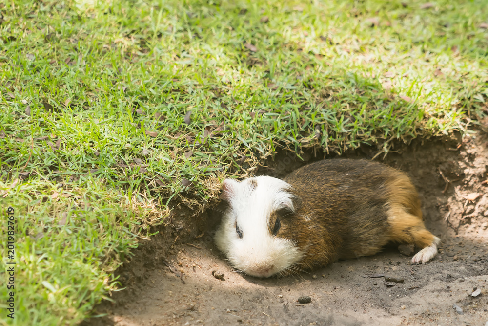 Fototapeta premium Guinea Pig Sunbathing: A charming guinea pig luxuriates in the warmth of the sun near its burrow, basking in the joy of a summer day and the soft earth.