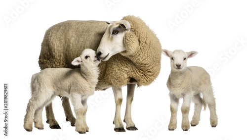 Schilderij op canvas Sheep mother nuzzling a lamb with another lamb nearby, isolated on transparent b