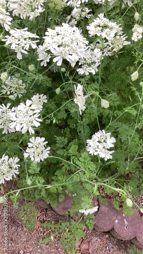 white flowers in the garden