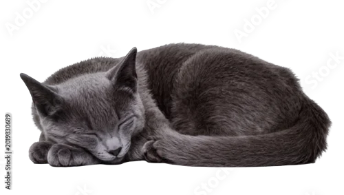 Fototapeta na wymiar Fluffy grey cat sleeping curled up, isolated on transparent background