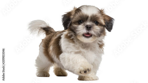 Konstfotografi Fluffy brown and white Shih Tzu puppy walking, isolated on transparent backgroun