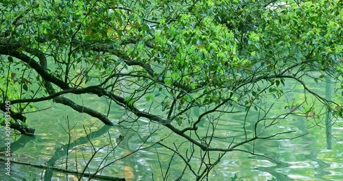 The winding tree branches and their reflections in the clear, emerald-green lake water