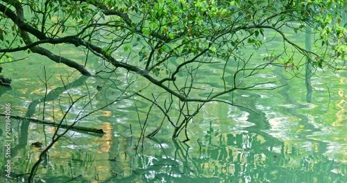 The winding tree branches and their reflections in the clear, emerald-green lake water