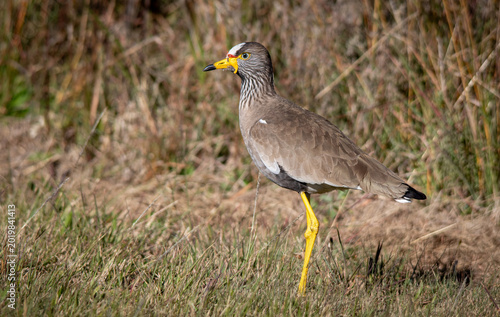 South African birds - African wattled lapwing isolated in a grassland in the countryside