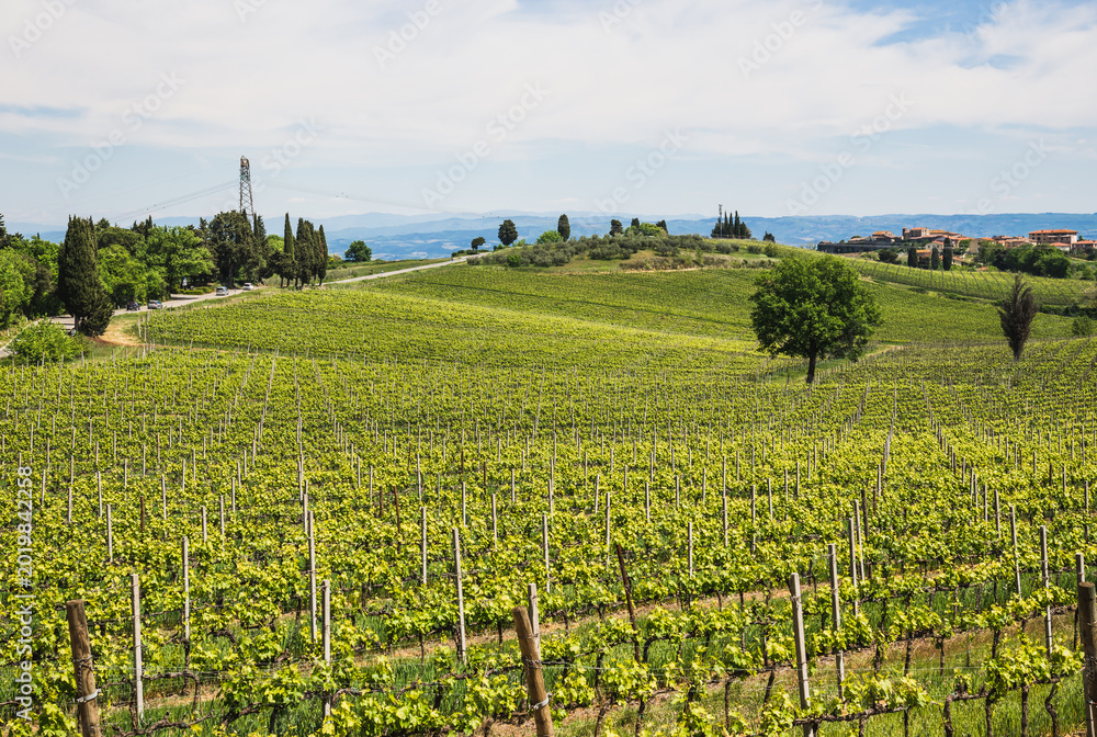 Fototapeta premium Vineyard in Rows Tuscany near Siena, Italy 
