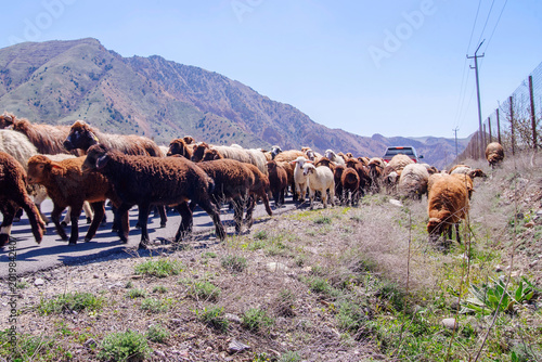 Flock of domestic sheep walking on rural mountain road