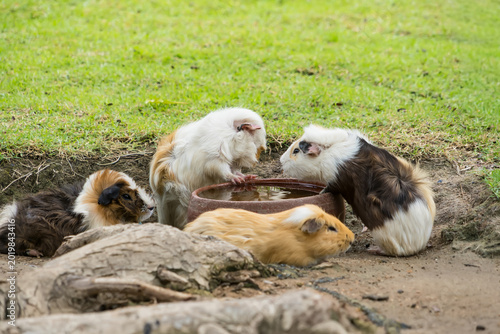 Guinea Pig Gathering: A heartwarming scene unfolds as a group of guinea pigs gather around a water bowl in a lush, grassy area, their playful interactions capturing the essence of togetherness.