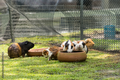 Guinea Pigs Gathering: A group of guinea pigs, varying in color, congregates near a food or water container in an outdoor enclosure. Capturing the simplicity of their communal behavior.