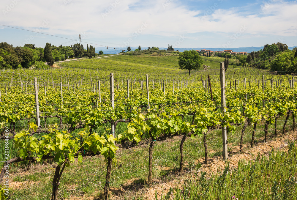 Fototapeta premium Vineyard in Rows Tuscany near Siena, Italy 