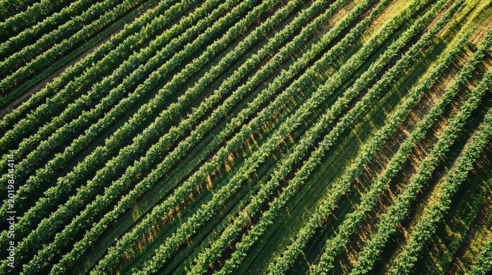 Fototapeta premium Birds eye view of rows of green crops growing in a farm during daytime under clear sky