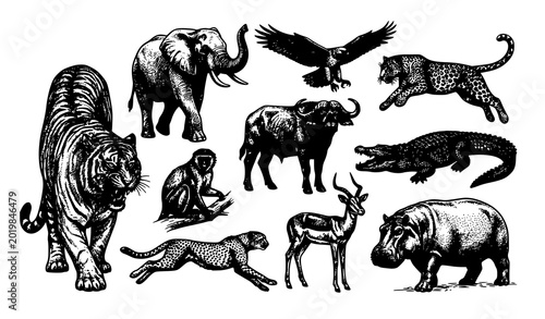 Photography Monochrome Safari Animals Hand Drawn Vector Set Isolated on White