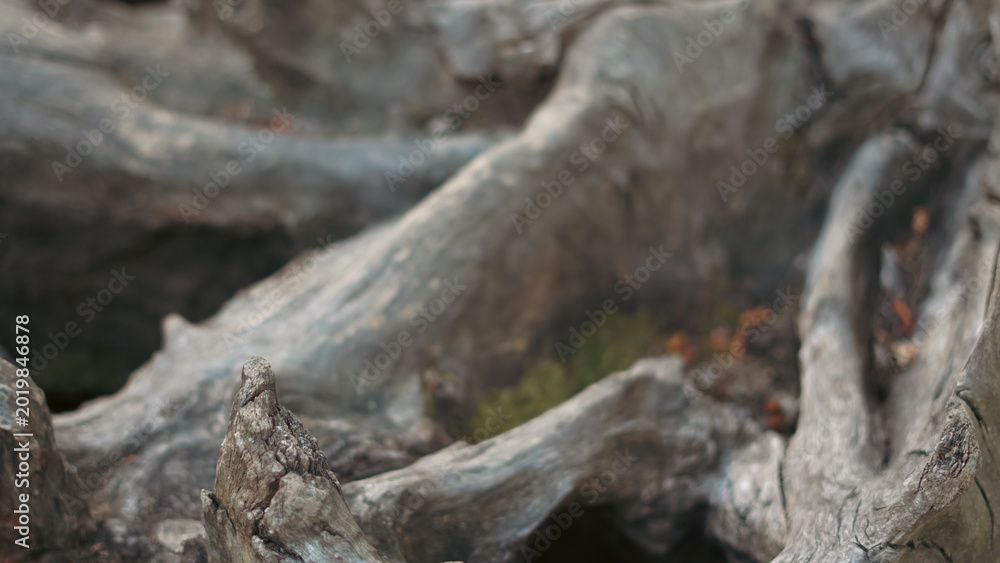 Fototapeta premium A close up of weathered, textured tree roots with deep cracks and gray bark