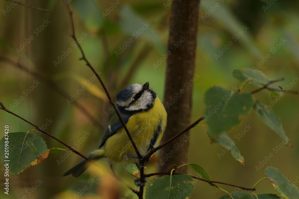 Obraz premium the swedish bird looking for food
