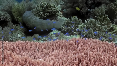 Azure damselfish swarm over brilliant pink acropora coral and diverse reef formations. Other fish dart around, creating active and serene underwater tapestry in clear sunlit ocean during day.