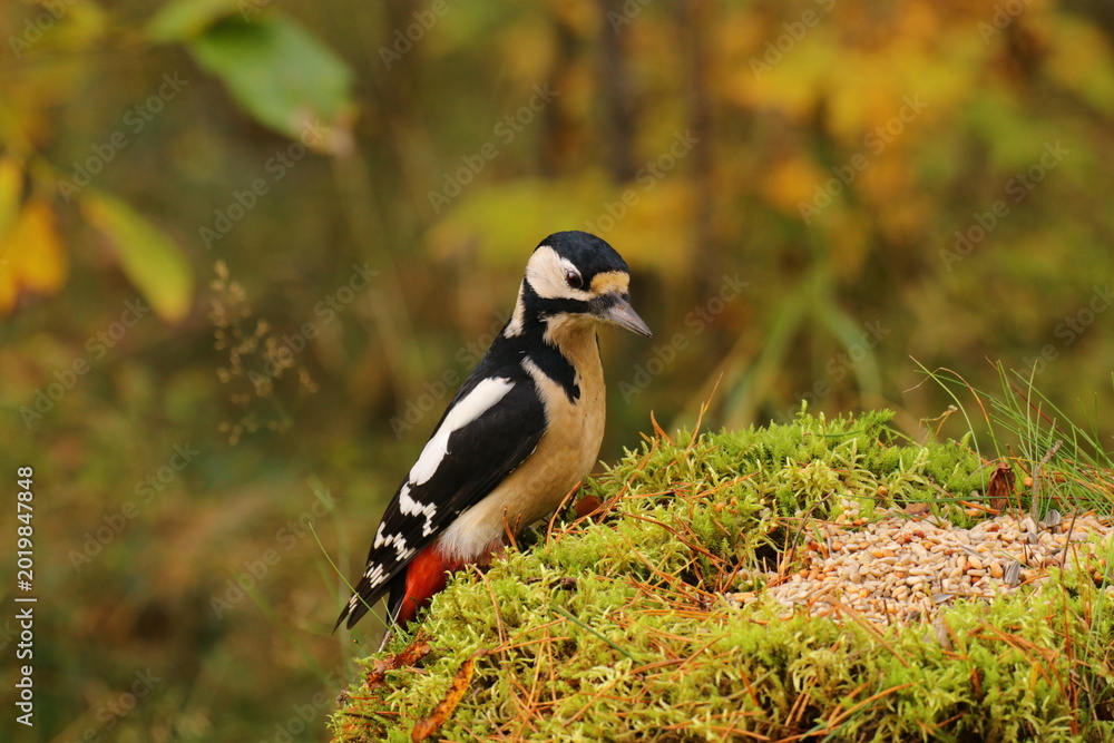 Fototapeta premium the swedish bird looking for food