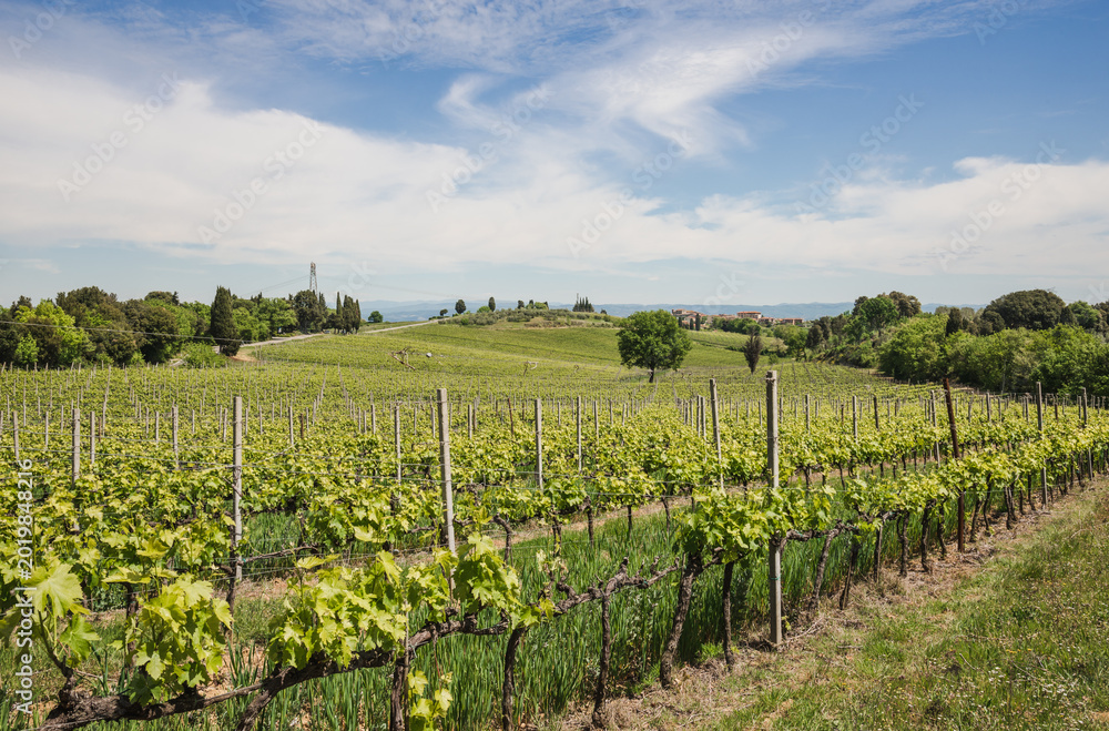 Fototapeta premium Vineyard in Rows Tuscany near Siena, Italy 