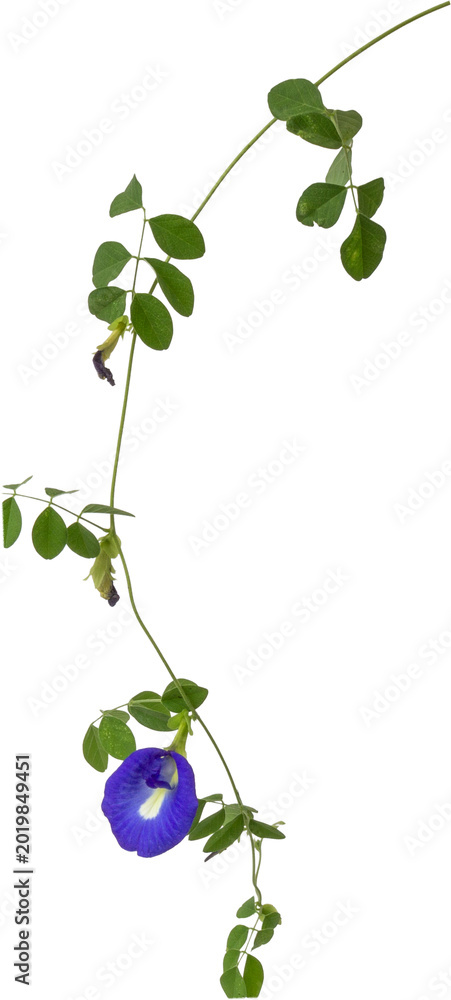 Obraz premium Blue butterfly pea flower (Clitoria ternatea) isolated on white background, PNG.