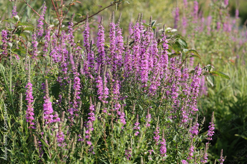 Obraz premium Jolies fleurs Salicaire pourpre, Lythrum salicaria